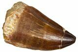 Fossil Mosasaur (Thalassotitan) Tooth - Morocco #374580-1